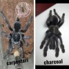 TARANTULA